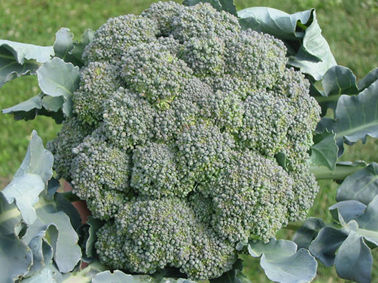 Brokoli Yetitiricilii